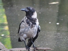 Corvus cornix