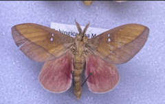 Syssphinx montana