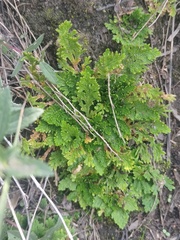 Selaginella