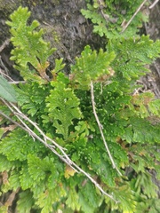 Selaginella