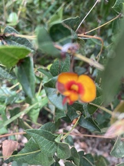 Platylobium obtusangulum