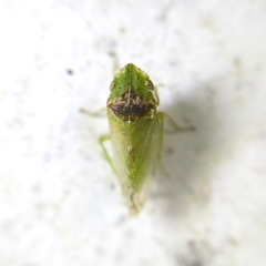 Xerophloea