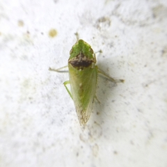 Xerophloea