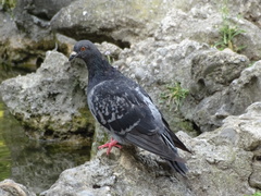 Columba livia domestica