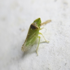 Xerophloea