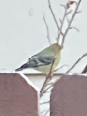 Spinus psaltria