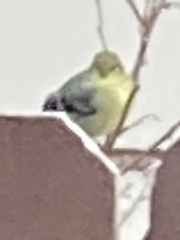 Spinus psaltria