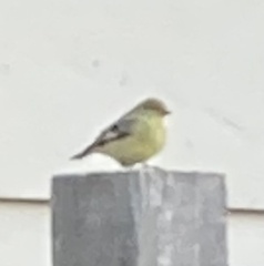 Spinus psaltria