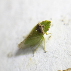 Xerophloea