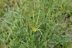 Eryngium ovinum