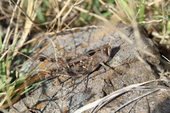 Rhammatocerus viatorius viatorius