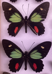 Parides childrenae