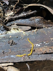 Luteostriata graffi