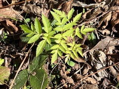 Angelica triquinata