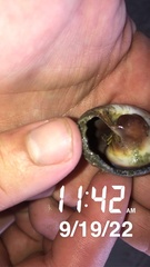 Clibanarius vittatus