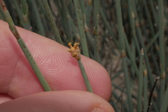 Ephedra chilensis