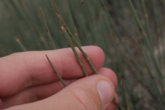Ephedra chilensis