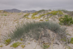 Ephedra chilensis