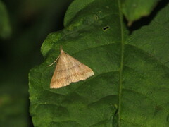 Renia flavipunctalis