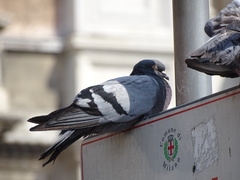 Columba livia domestica