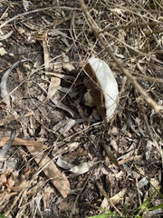 Amanita farinacea
