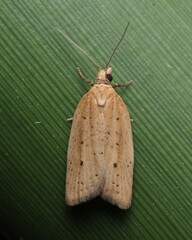 Clepsis leucaniana