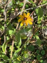 Rudbeckia