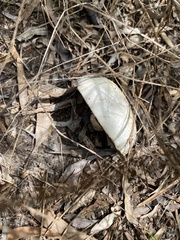 Amanita farinacea