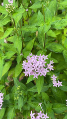 Pentas lanceolata
