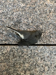 Junco hyemalis