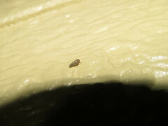 Xestocephalus similis