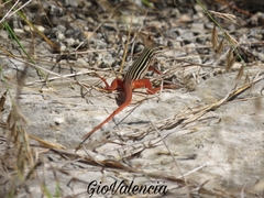 Aspidoscelis angusticeps