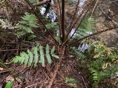 Cyathea smithii