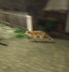 Vulpes vulpes crucigera