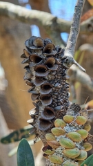 Banksia integrifolia