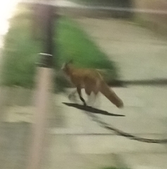 Vulpes vulpes crucigera