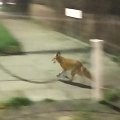 Vulpes vulpes crucigera
