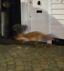 Vulpes vulpes crucigera