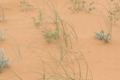 Sporobolus arenicola