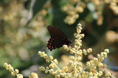 Mimoides thymbraeus aconophos