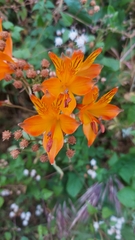 Alstroemeria ligtu simsii