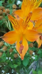 Alstroemeria ligtu simsii