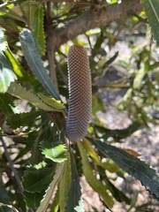 Banksia serrata