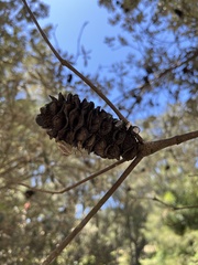 Banksia integrifolia