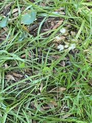 Nothoscordum