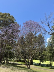 Jacaranda mimosifolia
