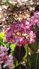 Hydrangea macrophylla