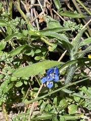 Commelina cyanea