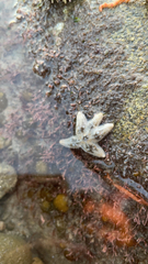 Leptasterias hexactis