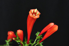 Manettia chrysoderma